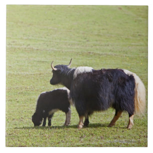 Cow and calf Yak, Lijiang Tile