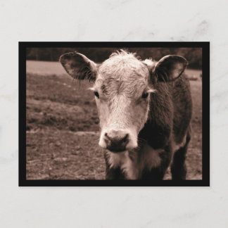 Cow and Fly Postcard