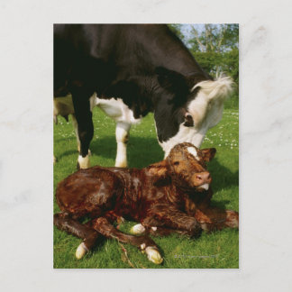 Cow and newborn calf postcard