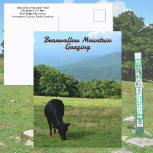 Cow Bearwallow Mountain Blue Ridge Mountains NC Postcard