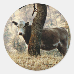 Cow behind Tree Classic Round Sticker