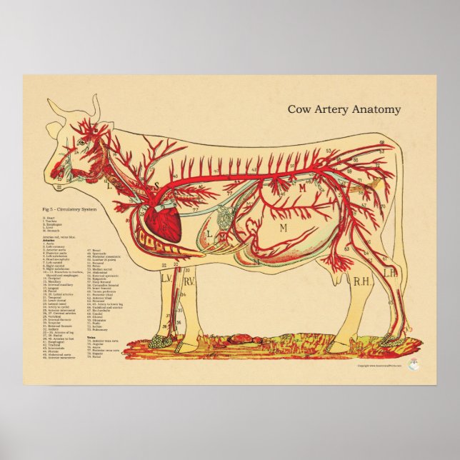 Cow Bovine Veterinary Artery Anatomy Chart (Front)