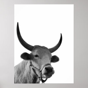 Cow Bull Long Horn Farmhouse  Poster