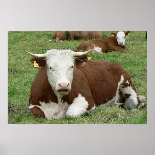 Cow & Calf Green Pasture Art Print Poster (Front)