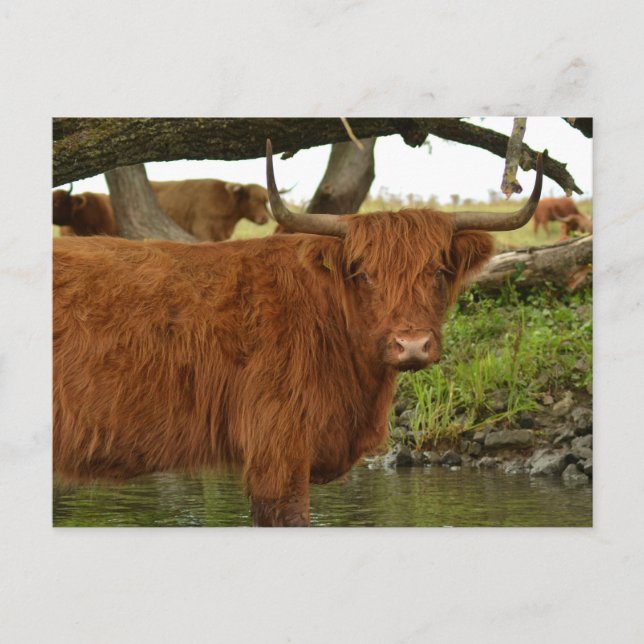 Cow card standing in the water (Front)