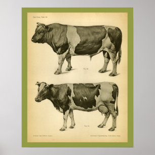 Cow Cattle Vintage Veterinary Anatomy Print