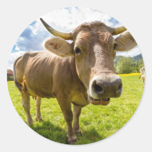 Cow Classic Round Sticker