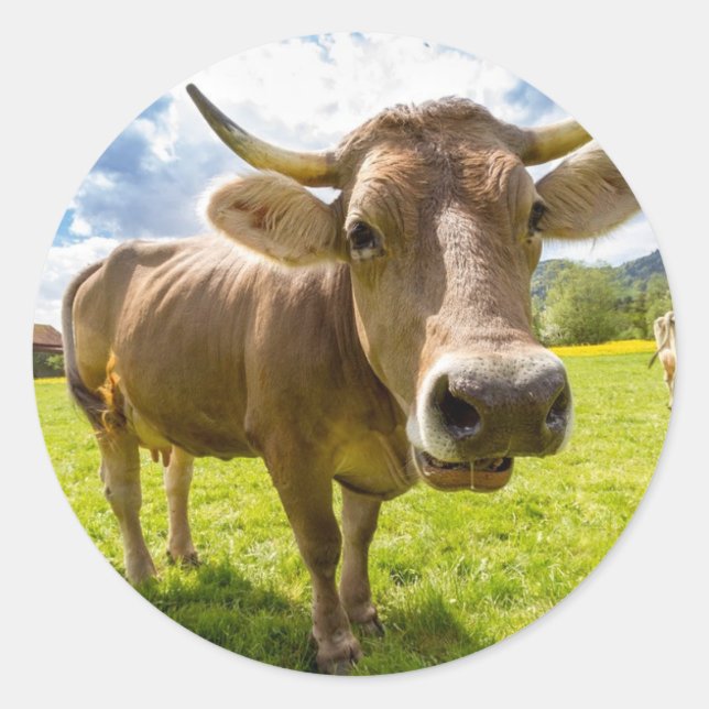 Cow Classic Round Sticker (Front)