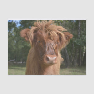 Cow Close-Up, Part 2: The Floppy-Haired Edition Tissue Paper