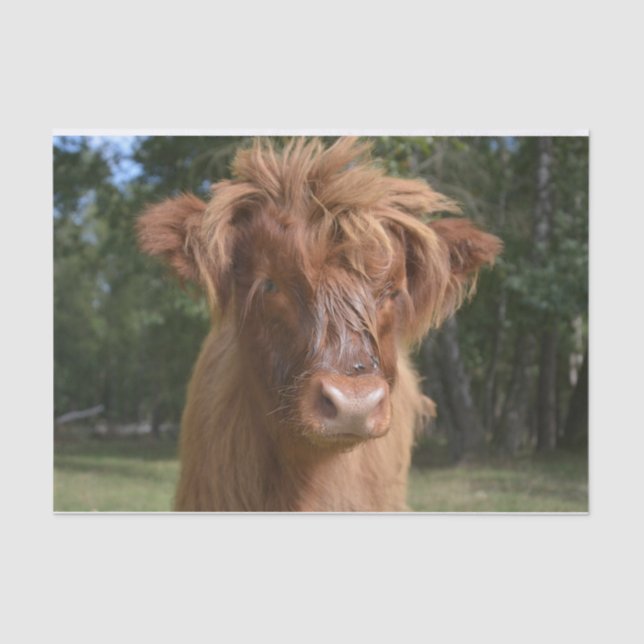 Cow Close-Up, Part 2:  The Floppy-Haired Edition Tissue Paper (Front)