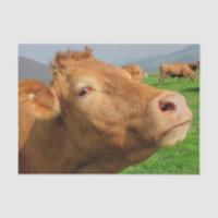 Cow Close-Up, Part 4: The Side-Eye Glare Edition