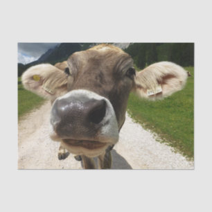 Cow Close-Up, Part 6: The Curious Cow Edition Tissue Paper