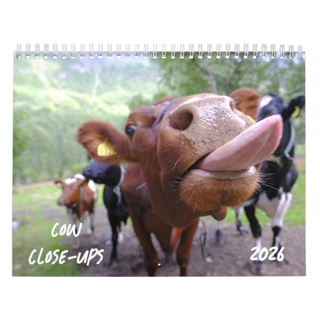 Cow Close-Ups 2026 Calendar (Cover)