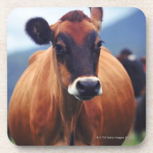 cow coaster