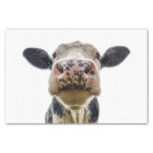 Cow Cute Farm Animal