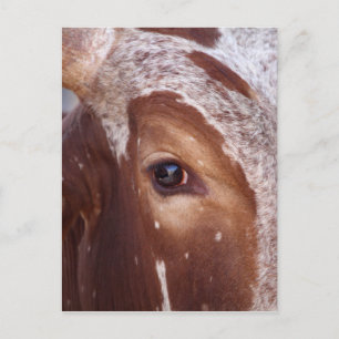 Cow Eye Postcard