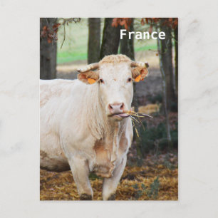 Cow feeding in France Postcard