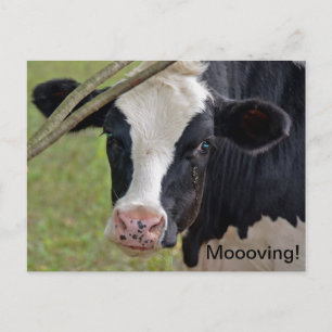 Cow for Moving Announcement