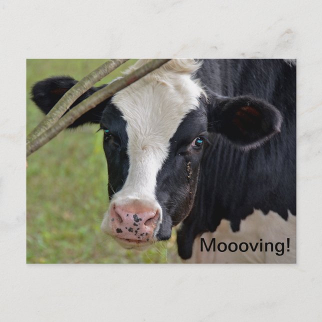 Cow for Moving Announcement Postcard (Front)
