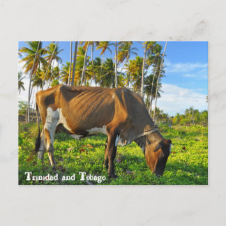 Cow Grazing Amongst Coconut Trees Postcard