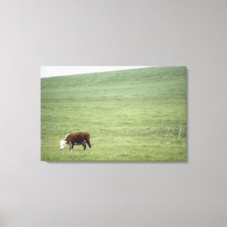 Cow grazing in meadow, Nova Scotia, Canada Canvas Print