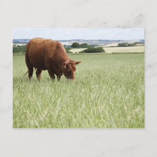 Cow grazing in meadow postcard