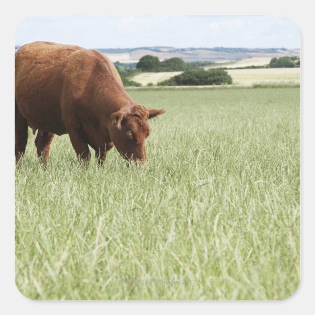 Cow grazing in meadow square sticker (Front)