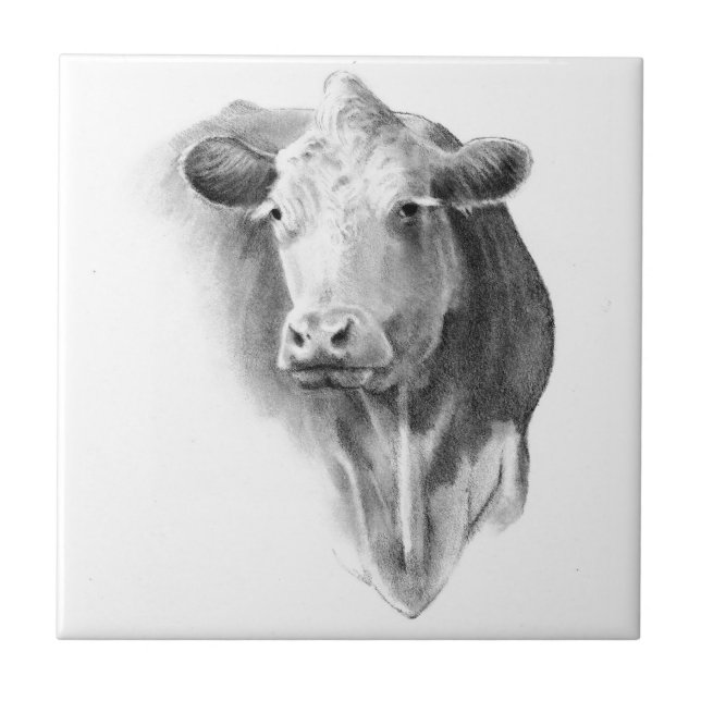 Cow Head in Pencil: Realism Art: Farm, Country Tile (Front)
