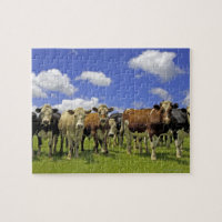 Cow Herd | New Zealand