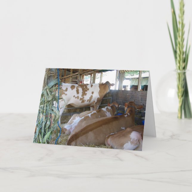 "COW HUMOR 50TH BIRTHDAY CARD" CARD (Front)