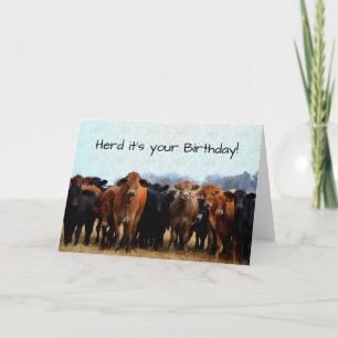 Cow Humour Birthday Card