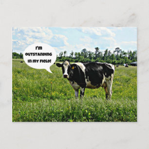 Cow Humour Postcard