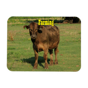 Cow in a green pasture magnet