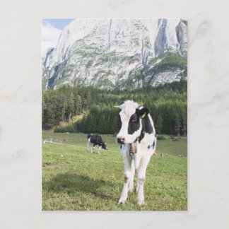 Cow In A Meadow, Fie Allo Sciliar, Alto Adige, Postcard
