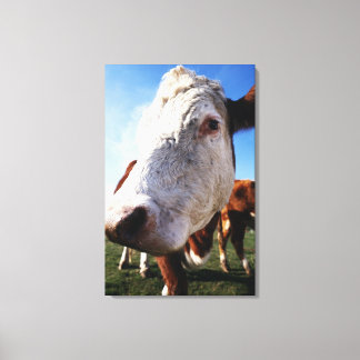 Cow in field, close-up canvas print