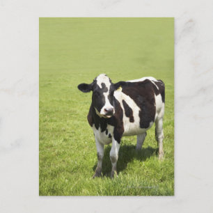 Cow in meadow postcard
