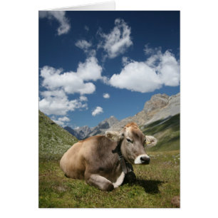 Cow in Pasture