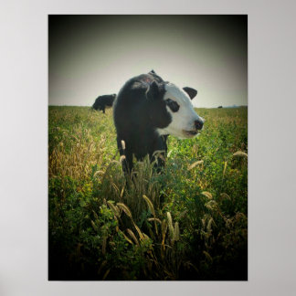 Cow in pasture poster