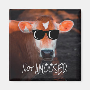 Cow in Sunglasses Not aMOOsed Cute Funny Magnet