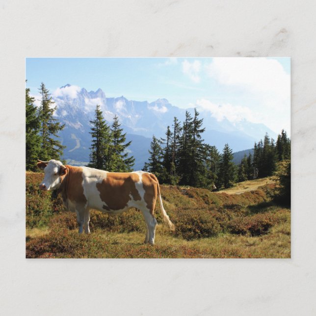 Cow in the Austrian Alps Postcard (Front)