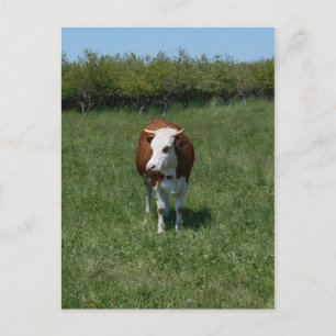 Cow In The Pasture Postcard
