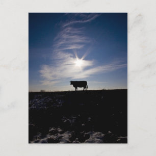 cow in the sun postcard