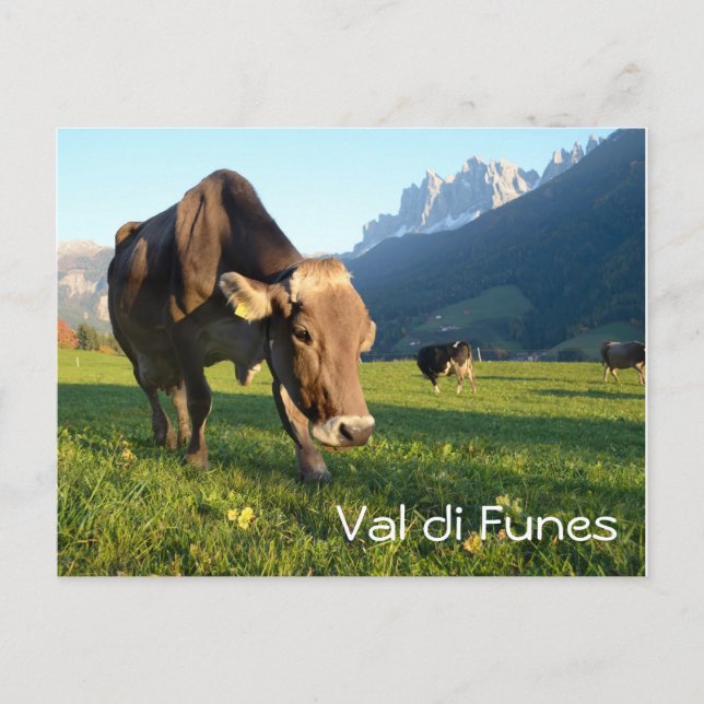 Cow in Val di Funes (Dolomites) text postcard (Front)