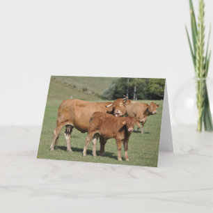 Cow licking calf birthday card