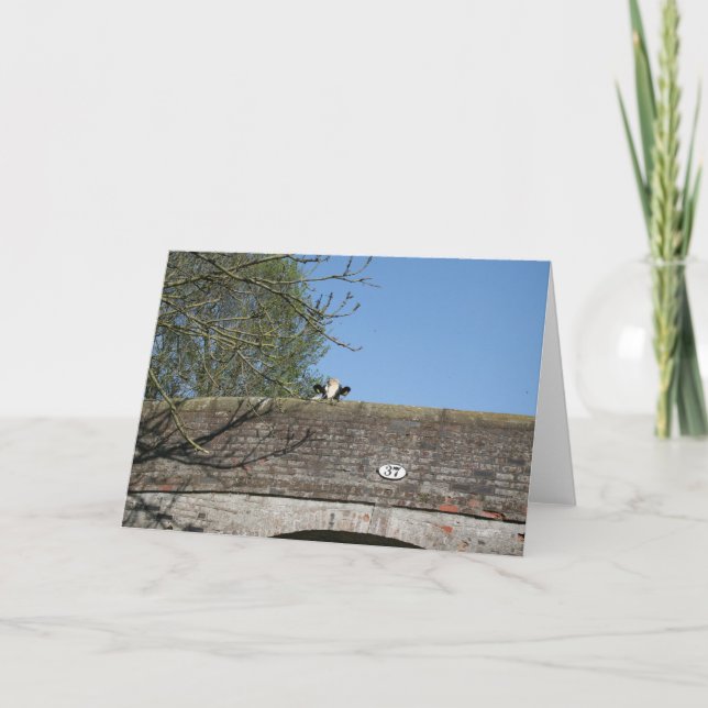 Cow Looking over Bridge Llangollen Canal Notecard (Front)