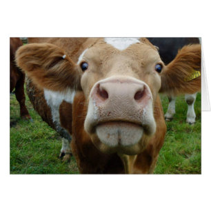 Cow love card