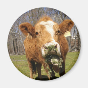 Cow Magnet