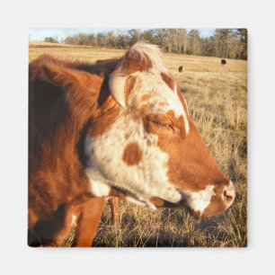 Cow magnet: Fancy Magnet