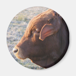 Cow magnet: The Bull Magnet