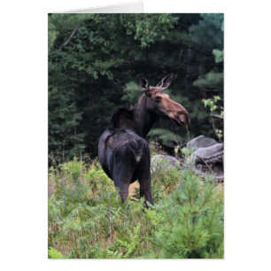 Cow Moose